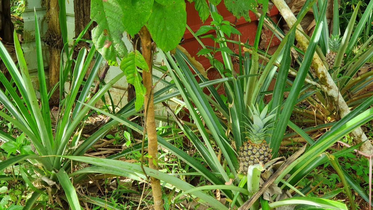 Jungle Eco Reserve Hotel Colon Exterior photo